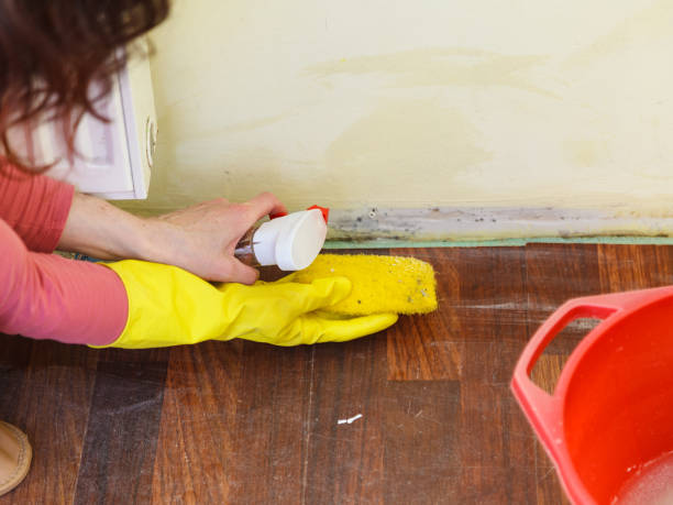 Best Attic Mold Removal  in Box Elder, SD